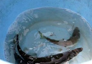 釣り堀3