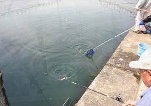 釣り堀4
